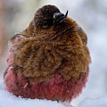 Broken Beak