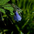 Chiming Bells in the Rain