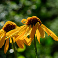 Cone Flower Dew