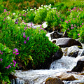 First Creek Flowers