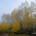Foggy Fall Aspens