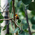 Golden Bird