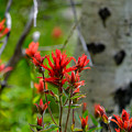 Paintbrush in Aspens II