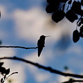 Silhouette of a Hummer
