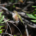 Sleepy Hummingbird