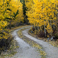 Yellow Leaf Road